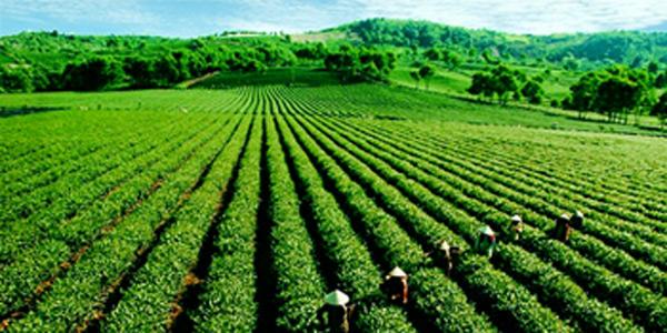  địa điểm chụp ảnh ở Quảng Nam